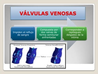 VÁLVULAS VENOSAS


                      Compuesta por    Corresponden a
Impiden el reflujo     dos valvas de     repliegues
   de sangre         forma semilunar   delgados de la
                        enfrentadas        intima
 