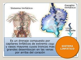 Es un drenaje compuesto por
capilares linfáticos de extremo ciego
y vasos mayores cuyos troncos mas        SISTEMA
 grandes desembocan en las venas        LINFÁTICO
       por arriba del corazón
 