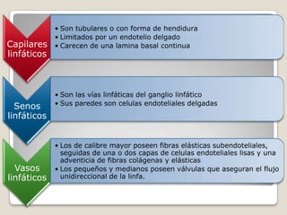 • Son tubulares o con forma de hendidura
             • Limitados por un endotelio delgado
Capilares    • Carecen de una lamina basal continua
linfáticos



             • Son las vías linfáticas del ganglio linfático
             • Sus paredes son celulas endoteliales delgadas
  Senos
linfáticos


             • Los de calibre mayor poseen fibras elásticas subendoteliales,
               seguidas de una o dos capas de celulas endoteliales lisas y una
               adventicia de fibras colágenas y elásticas
  Vasos      • Los pequeños y medianos poseen válvulas que aseguran el flujo
linfáticos     unidireccional de la linfa.
 