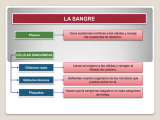 LA SANGRE

                        Lleva sustancias nutritivas a las células y recoge
      Plasma
                                  las sustancias de desecho.




CÉLULAS SANGUÍNEAS


                           Llevan el oxígeno a las células y recogen el
    Glóbulos rojos
                                       dióxido de carbono.

                       Defienden nuestro organismo de los microbios que
   Glóbulos blancos
                                     puedan entrar en él.

                      Hacen que la sangre se coagule si un vaso sanguíneo
      Plaquetas
                                           se rompe.
 