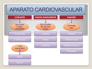 CORAZÓN         VASOS SANGUÍNEOS      SANGRE


 Que tiene         Que pueden
                                       Formada
   cuatro          ser de tres
                                         por
 cavidades           clases

2 aurículas          Arterias          Plasma

2 ventrículos        Venas          Glóbulos rojos


   Y dos            Capilares      Glóbulos blancos
 movimient
     os                               Plaquetas

   Sístole


  Diástole
 