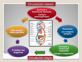 Circulación menor
                     Aurícula y
                 Ventrículo derecho.
                      (sangre
                   desoxigenada)




                                              Pulmones
 Sale sangre
desoxigenada                                 (se oxigena
                                               sangre)




                                           Aurícula y
                                           ventrículo
 A todos los                               izquierdo
  órganos
                                       (sangre oxigenada)

               Circulación mayor
 