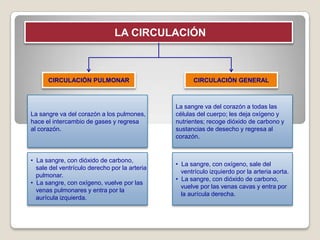 LA CIRCULACIÓN



      CIRCULACIÓN PULMONAR                           CIRCULACIÓN GENERAL



                                               La sangre va del corazón a todas las
La sangre va del corazón a los pulmones,       células del cuerpo; les deja oxígeno y
hace el intercambio de gases y regresa         nutrientes; recoge dióxido de carbono y
al corazón.                                    sustancias de desecho y regresa al
                                               corazón.


• La sangre, con dióxido de carbono,
                                               • La sangre, con oxígeno, sale del
  sale del ventrículo derecho por la arteria
                                                 ventrículo izquierdo por la arteria aorta.
  pulmonar.
                                               • La sangre, con dióxido de carbono,
• La sangre, con oxígeno, vuelve por las
                                                 vuelve por las venas cavas y entra por
  venas pulmonares y entra por la
                                                 la aurícula derecha.
  aurícula izquierda.
 