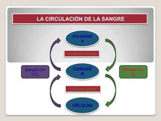 LA CIRCULACIÓN DE LA SANGRE


                 PULMONE
                    S


              Circulación pulmonar




Sangre con        CORAZÓ             Sangre con
   CO2              N                   O2


               Circulación general




                 CÉLULAS
 