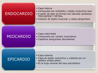 • Capa interna
             • Compuesta por endotelio y tejido conjuntivo laxo
ENDOCARDIO   • A partir de este se forman las válvulas cardiacas:
               TRICÚSPIDE Y MITRAL
             • Carecen de tejido muscular y vasos sanguíneos




             • Capa intermedia
MIOCARDIO    • Compuesta por celulas musculares
             • Capilares sanguíneos abundantes




             • Capa externa
             • Capa de tejido conjuntivo y cubierta por un
EPICARDIO      epitelio simple plano.
             • Es la hoja visceral del saco pericárdico
 