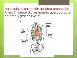 Inspección y palpación del área precordial:
la región precordial es aquella que abarca el
corazón y grandes vasos.
 
