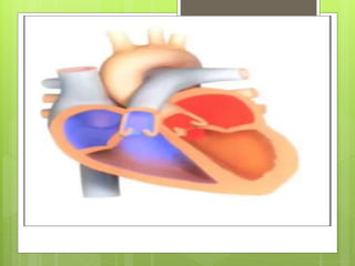 Aparato Cardiovascular. Cuidados de Enfermería