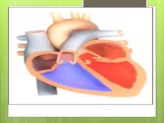 Aparato Cardiovascular. Cuidados de Enfermería