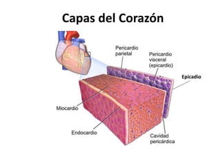 Aparato cardiovascular | PPTX