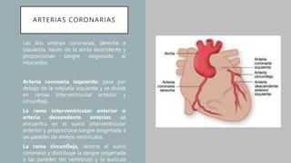 ARTERIAS CORONARIAS
Las dos arterias coronarias, derecha e
izquierda, nacen de la aorta ascendente y
proporcionan sangre oxigenada al
miocardio.
Arteria coronaria izquierda: pasa por
debajo de la orejuela izquierda y se divide
en ramas interventricular anterior y
circunfleja.
La rama interventricular anterior o
arteria descendente anterior, se
encuentra en el surco interventricular
anterior y proporciona sangre oxigenada a
las paredes de ambos ventrículos.
La rama circunfleja, recorre el surco
coronario y distribuye la sangre oxigenada
a las paredes del ventrículo y la aurícula
 
