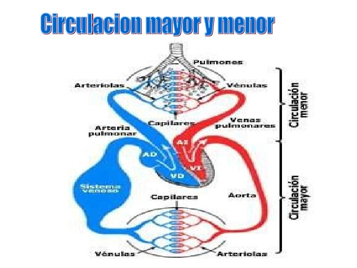 Aparatocardiovascular2