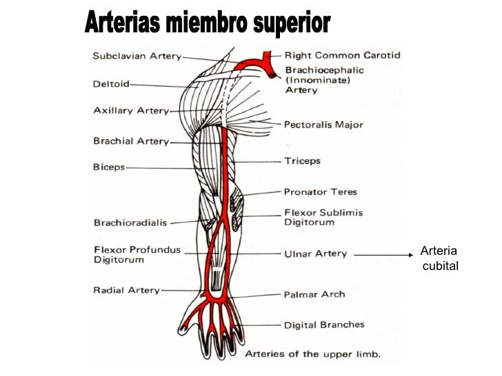Aparato cardiovascular 2