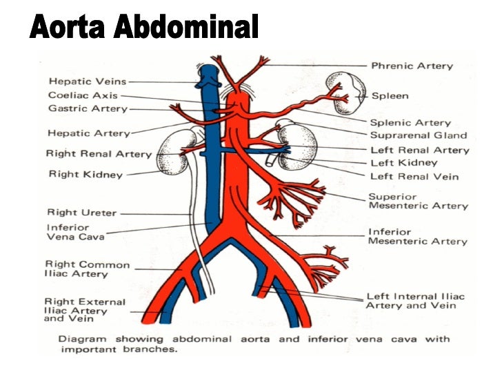 Aparato cardiovascular 2