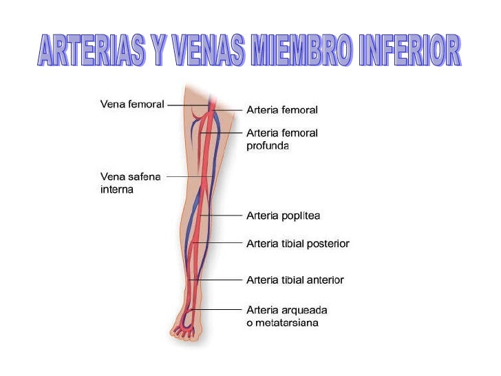 Aparato cardiovascular 2