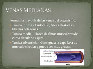 VENAS GRANDES La túnica intima es semejante a las venas medianas.En la vena cava inferior y la vena porta la tensión de la pared puede modificarse y se opone una resistencia a la presión entre la luz y los vasos. Por lo q la luz permanece abierta incluso con presión baja.