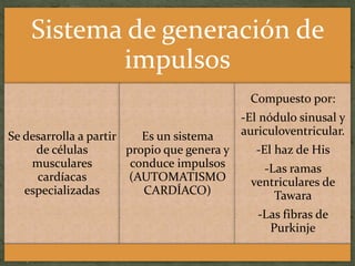 Aparato cardiovascular