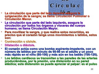 La Circulación La circulación que parte del lado derecho asegura la oxigenación de la sangre; se llama Circulación Pulmonar o Circulación Menor. La circulación que parte del lado izquierdo, asegura la circulación por todos los órganos y vísceras del cuerpo humano; se llama Circulación Mayor. Para movilizar la sangre, y que realice estos recorridos, es preciso que el corazón tenga unos movimientos o latidos, estos son: Contracción o sístole.  Dilatación o diástole.  El corazón actúa como una bomba aspirante-impelente, con un número de latidos por minuto de 60-80 en el adulto y un poco más rápido en el niño (80-100) y más aún en los bebés (100-120). Los latidos cardíacos se transmiten a las paredes de las arterias produciéndose, por la presión, una distensión en su pared elástica; esta distensión se puede apreciar al palpar: es el pulso 