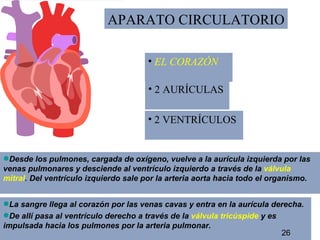 APARATO CIRCULATORIO La sangre llega al corazón por las venas cavas y entra en la aurícula derecha.  De allí pasa al ventrículo derecho a través de la  válvula tricúspide  y es impulsada hacia los pulmones por la arteria pulmonar.  Desde los pulmones, cargada de oxígeno, vuelve a la aurícula izquierda por las venas pulmonares y desciende al ventrículo izquierdo a través de la  válvula mitral . Del ventrículo izquierdo sale por la arteria aorta hacia todo el organismo.  EL CORAZÓN 2 AURÍCULAS  2 VENTRÍCULOS 26 