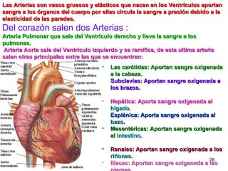 Las carótidas: Aportan sangre oxigenada a la cabeza. Subclavias: Aportan sangre oxigenada a los brazos. Hepática: Aporta sangre oxigenada al  hígado . Esplénica: Aporta sangre oxigenada al  bazo . Mesentéricas: Aportan sangre oxigenada al  intestino . Renales: Aportan sangre oxigenada a los  riñones . Ilíacas: Aportan sangre oxigenada a las piernas. Las Arterias son vasos gruesos y elásticos que nacen en los Ventrículos aportan sangre a los órganos del cuerpo por ellas circula la sangre a presión debido a la elasticidad de las paredes. Del corazón salen dos Arterias :  Arteria Pulmonar que sale del Ventrículo derecho y lleva la sangre a los pulmones. Arteria Aorta sale del Ventrículo izquierdo y se ramifica, de esta ultima arteria salen otras principales entre las que se encuentran: 