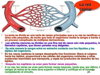 La aorta se divide en una serie de ramas principales que a su vez se ramifican en otras más pequeñas, de modo que todo el organismo recibe la sangre a través de un proceso complicado de múltiples derivaciones. Las arterias menores se dividen en una fina red de vasos aún más pequeños, los llamados capilares, que tienen paredes muy delgadas. De esta manera la sangre entra en estrecho contacto con los líquidos y los tejidos del organismo.   En los vasos capilares la sangre desempeña tres funciones: libera el oxígeno hacia los tejidos, proporciona a las células del organismo nutrientes y otras sustancias esenciales que transporta, y capta los productos de desecho de los tejidos. Después los capilares se unen para formar venas pequeñas.  A su vez, las venas se unen para formar venas mayores, hasta que, por último, la sangre se reúne en la vena cava superior e inferior y confluye en el corazón completando el circuito. La red capilar 28 