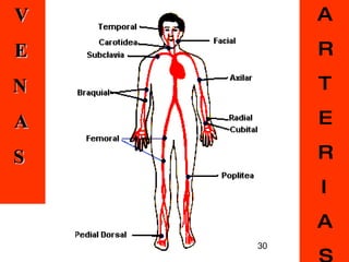 V E N A S A R T E R I A S 30 