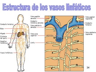Estructura de los vasos linfáticos 34 