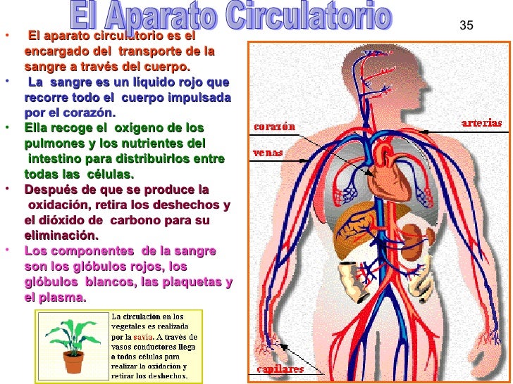 APARATO CIRCULATORIO