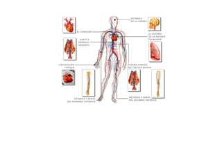 ESQUEMAS DEL APARATO CIRCULATORIO