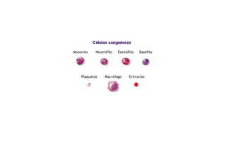 ESQUEMAS DEL APARATO CIRCULATORIO