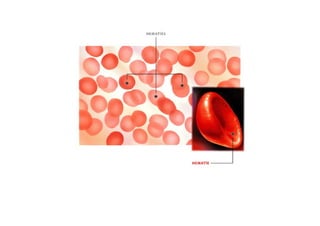 ESQUEMAS DEL APARATO CIRCULATORIO