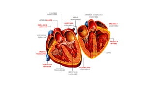 ESQUEMAS DEL APARATO CIRCULATORIO