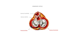ESQUEMAS DEL APARATO CIRCULATORIO