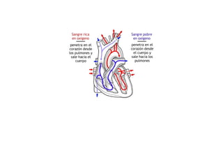 ESQUEMAS DEL APARATO CIRCULATORIO