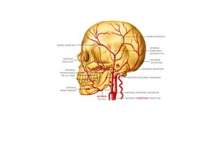 ESQUEMAS DEL APARATO CIRCULATORIO