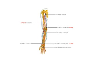 ESQUEMAS DEL APARATO CIRCULATORIO