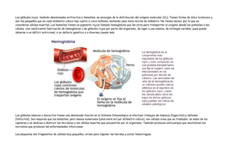 Los glóbulos rojos, también denominados eritrocitos o hematíes, se encargan de la distribución del oxígeno molecular (O2). Tienen forma de disco bicóncavo y
son tan pequeños que en cada milímetro cúbico hay cuatro a cinco millones, midiendo unas siete micras de diámetro. No tienen núcleo, por lo que se
consideran células muertas. Los hematíes tienen un pigmento rojizo llamado hemoglobina que les sirve para transportar el oxígeno desde los pulmones a las
células. Una insuficiente fabricación de hemoglobina o de glóbulos rojos por parte del organismo, da lugar a una anemia, de etiología variable, pues puede
deberse a un déficit nutricional, a un defecto genético o a diversas causas más.




Los glóbulos blancos o leucocitos tienen una destacada función en el Sistema Inmunológico al efectuar trabajos de limpieza (fagocitos) y defensa
(linfocitos). Son mayores que los hematíes, pero menos numerosos (unos siete mil por milímetro cúbico), son células vivas que se trasladan, se salen de los
capilares y se dedican a destruir los microbios y las células muertas que encuentran por el organismo. También producen anticuerpos que neutralizan los
microbios que producen las enfermedades infecciosas.

Las plaquetas son fragmentos de células muy pequeños, sirven para taponar las heridas y evitar hemorragias.
 