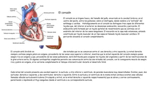 El corazón

                                                            El corazón es un órgano hueco, del tamaño del puño, encerrado en la cavidad torácica, en el
                                                            centro del pecho, entre los pulmones, sobre el diafragma, dando nombre a la "entrada" del
                                                            estómago o cardias. Histológicamente en el corazón se distinguen tres capas de diferentes
                                                            tejidos que, del interior al exterior se denominan endocardio, miocardio y pericardio. El
                                                            endocardio está formado por un tejido epitelial de revestimiento que se continúa con el
                                                            endotelio del interior de los vasos sanguíneos. El miocardio es la capa más voluminosa, estando
                                                            constituido por tejido muscular de un tipo especial llamado tejido muscular cardíaco. El
                                                            pericardio envuelve al corazón completamente.




El corazón está dividido en                                  dos mitades que no se comunican entre sí: una derecha y otra izquierda, La mitad derecha
siempre contiene sangre pobre en oxígeno, procedente de las venas cava superior e inferior, mientras que la mitad izquierda del corazón siempre posee
sangre rica en oxígeno y que, procedente de las venas pulmonares, será distribuida para oxigenar los tejidos del organismo a partir de las ramificaciones de
la gran arteria aorta. En algunas cardiopatías congénitas persiste una comunicación entre las dos mitades del corazón, con la consiguiente mezcla de sangre
rica y pobre en oxígeno, al no cerrarse completamente el tabique interventricular durante el desarrollo fetal.




Cada mitad del corazón presenta una cavidad superior, la aurícula, y otra inferior o ventrículo, de paredes musculares muy desarrolladas. Existen, pues, dos
aurículas: derecha e izquierda, y dos ventrículos: derecho e izquierdo. Entre la aurícula y el ventrículo de la misma mitad cardiaca existen unas válvulas
llamadas válvulas aurículoventriculares (tricúspide y mitral, en la mitad derecha e izquierda respectivamente) que se abren y cierran continuamente,
permitiendo o impidiendo el flujo sanguíneo desde el ventrículo a su correspondiente aurícula.
 