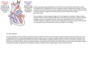 Cuando las gruesas paredes musculares de un ventrículo se contraen (sístole ventricular), la válvula
                                                     auriculoventricular correspondiente se cierra, impidiendo el paso de sangre hacia la aurícula, con lo que
                                                     la sangre fluye con fuerza hacia las arterias. Cuando un ventrículo se relaja, al mismo tiempo la aurícula
                                                     se contrae, fluyendo la sangre por esta sístole auricular y por la abertura de la válvula
                                                     auriculoventricular.

                                                     Como una bomba, el corazón impulsa la sangre por todo el organismo, realizando su trabajo en fases
                                                     sucesivas. Primero se llenan las cámaras superiores o aurículas, luego se contraen, se abren las válvulas
                                                     y la sangre entra en las cavidades inferiores o ventrículos. Cuando están llenos, los ventrículos se
                                                     contraen e impulsan la sangre hacia las arterias. El corazón late unas setenta veces por minuto gracias
                                                     a su marcapasos natural y bombea todos los días unos 10.000 litros de sangre.




Los vasos sanguíneos

Los vasos sanguíneos (arterias, capilares y venas) son conductos musculares elásticos que distribuyen y recogen la sangre de todos los rincones del cuerpo.
Se denominan arterias a aquellos vasos sanguíneos que llevan la sangre, ya sea rica o pobre en oxígeno, desde el corazón hasta los órganos corporales. Las
grandes arterias que salen desde los ventrículos del corazón van ramificándose y haciéndose más finas hasta que por fin se convierten en capilares, vasos
tan finos que a través de ellos se realiza el intercambio gaseoso y de sustancias entre la sangre y los tejidos. Una vez que este intercambio sangre-tejidos a
través de la red capilar, los capilares van reuniéndose en vénulas y venas por donde la sangre regresa a las aurículas del corazón.
 