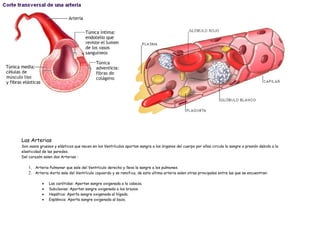 Las Arterias
Son vasos gruesos y elásticos que nacen en los Ventrículos aportan sangre a los órganos del cuerpo por ellas circula la sangre a presión debido a la
elasticidad de las paredes.
Del corazón salen dos Arterias :

   1. Arteria Pulmonar que sale del Ventrículo derecho y lleva la sangre a los pulmones.
   2. Arteria Aorta sale del Ventrículo izquierdo y se ramifica, de esta ultima arteria salen otras principales entre las que se encuentran:

           •   Las carótidas: Aportan sangre oxigenada a la cabeza.
           •   Subclavias: Aportan sangre oxigenada a los brazos.
           •   Hepática: Aporta sangre oxigenada al hígado.
           •   Esplénica: Aporta sangre oxigenada al bazo.
 