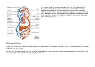 A la izquierda puedes ver una buena imagen que te dará una visión global del Aparato
                                                                    Circulatorio, con las arterias y venas más importantes y el sentido de la circulación
                                                                    sanguínea. Recuerda que, por definición, las arterias "salen del corazón" y las venas
                                                                    "llegan al corazón", independientemente de que lleven sangre rica en oxígeno (color rojo) o
                                                                    pobre en oxígeno (color azul). Así, por ejemplo, la gran arteria aorta y sus ramificaciones
                                                                    llevan sangre rica en oxígeno (color rojo), mientras que la arteria pulmonar lleva sangre
                                                                    pobre en oxígeno (color azul).




El Sistema Linfático

La linfa es un líquido incoloro formado por plasma sanguíneo y por glóbulos blancos, en realidad es la parte de la sangre que se escapa o sobra de los capilares
sanguíneos al ser estos porosos.

Los vasos linfáticas tienen forma de rosario por las muchas válvulas que llevan, también tienen unos abultamientos llamados ganglios que se notan sobre todo
en las axilas, ingle, cuello etc. En ellos se originan los glóbulos blancos.
 