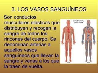 3. LOS VASOS SANGUÍNEOS Son conductos musculares elásticos que distribuyen y recogen la sangre de todos los rincones del cuerpo. Se denominan arterias a aquellos vasos sanguíneos que llevan la sangre y venas a los que la traen de vuelta. 