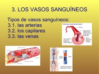 3. LOS VASOS SANGUÍNEOS Tipos de vasos sanguíneos:  3.1. las arterias 3.2. los capilares 3.3. las venas 