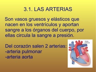 3.1. LAS ARTERIAS Son vasos gruesos y elásticos que nacen en los ventrículos y aportan sangre a los órganos del cuerpo, por ellas circula la sangre a presión. Del corazón salen 2 arterias: -arteria pulmonar -arteria aorta 