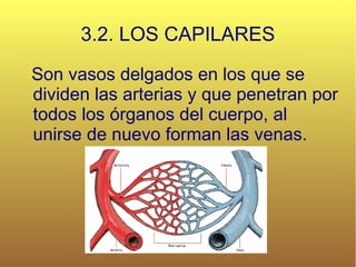 3.2. LOS CAPILARES Son vasos delgados en los que se dividen las arterias y que penetran por todos los órganos del cuerpo, al unirse de nuevo forman las venas. 