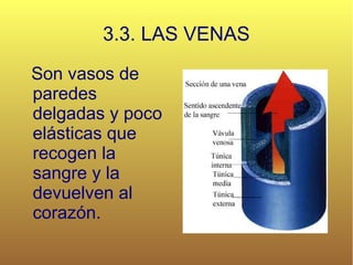 3.3. LAS VENAS Son vasos de paredes delgadas y poco elásticas que recogen la sangre y la devuelven al corazón. 