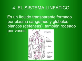 4. EL SISTEMA LINFÁTICO Es un líquido transparente formado por plasma sanguíneo y glóbulos blancos (defensas), también rodeado por vasos. 