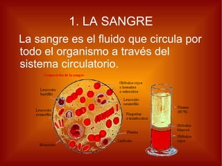1. LA SANGRE La sangre es el fluido que circula por todo el organismo a través del sistema circulatorio. 