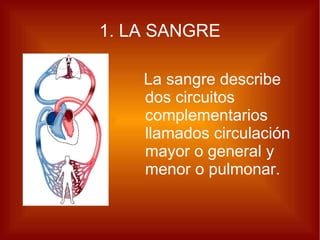 1. LA SANGRE La sangre describe dos circuitos complementarios llamados circulación mayor o general y menor o pulmonar. 