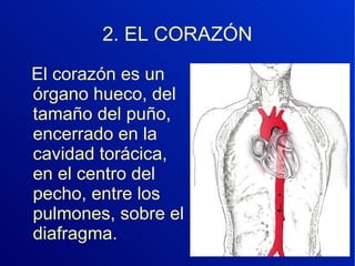 2. EL CORAZÓN El corazón es un órgano hueco, del tamaño del puño, encerrado en la cavidad torácica, en el centro del pecho, entre los pulmones, sobre el diafragma.  