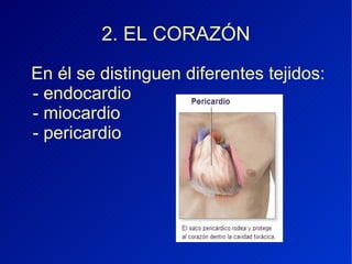 2. EL CORAZÓN En él se distinguen diferentes tejidos: - endocardio - miocardio - pericardio  